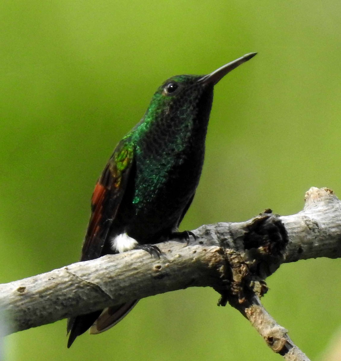kolibřík středoamerický - ML179597741