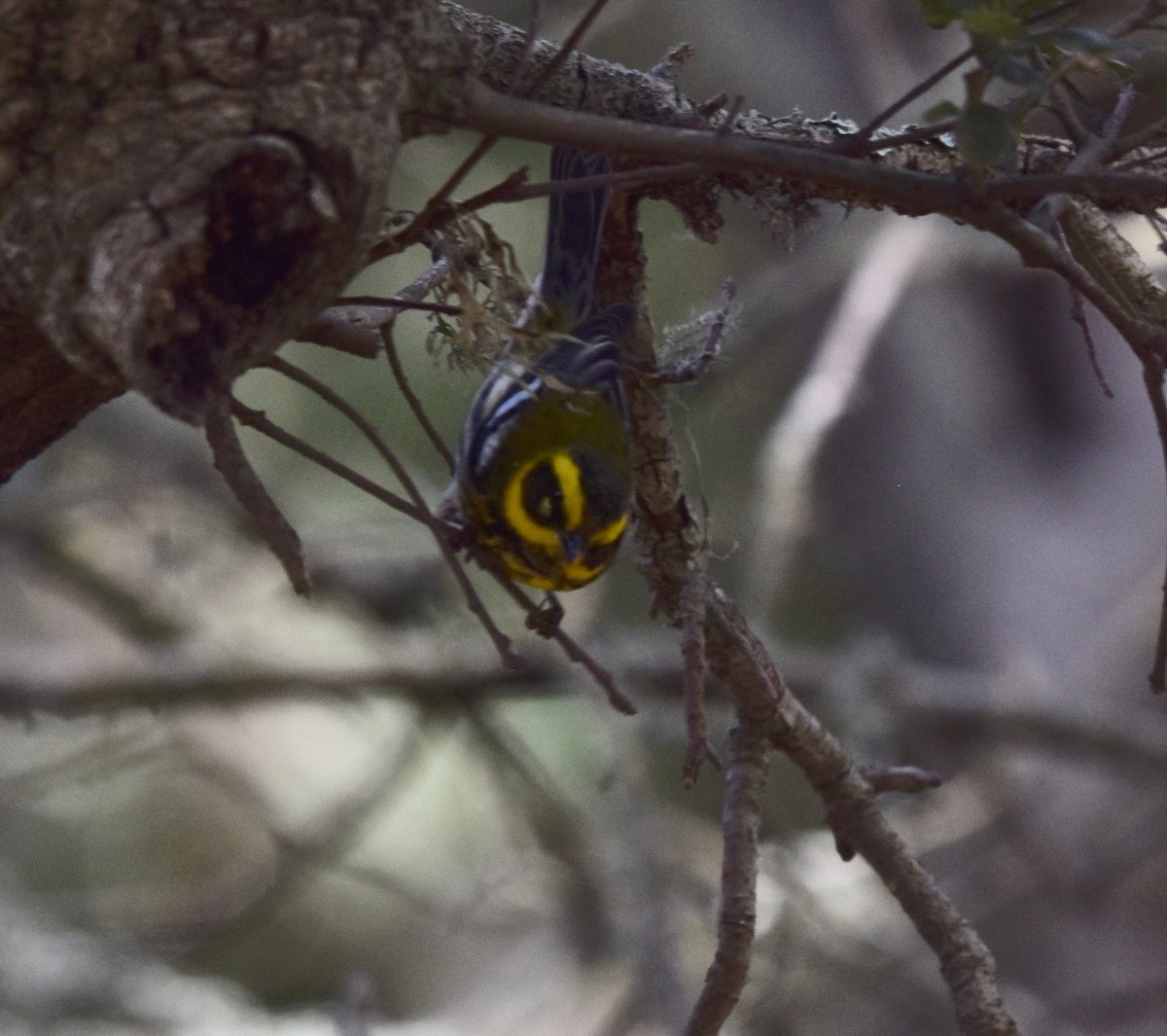 Townsend's Warbler - larry nigro