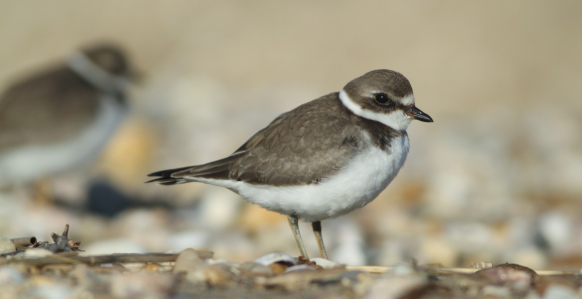 Semipalmated Plover - ML179602571