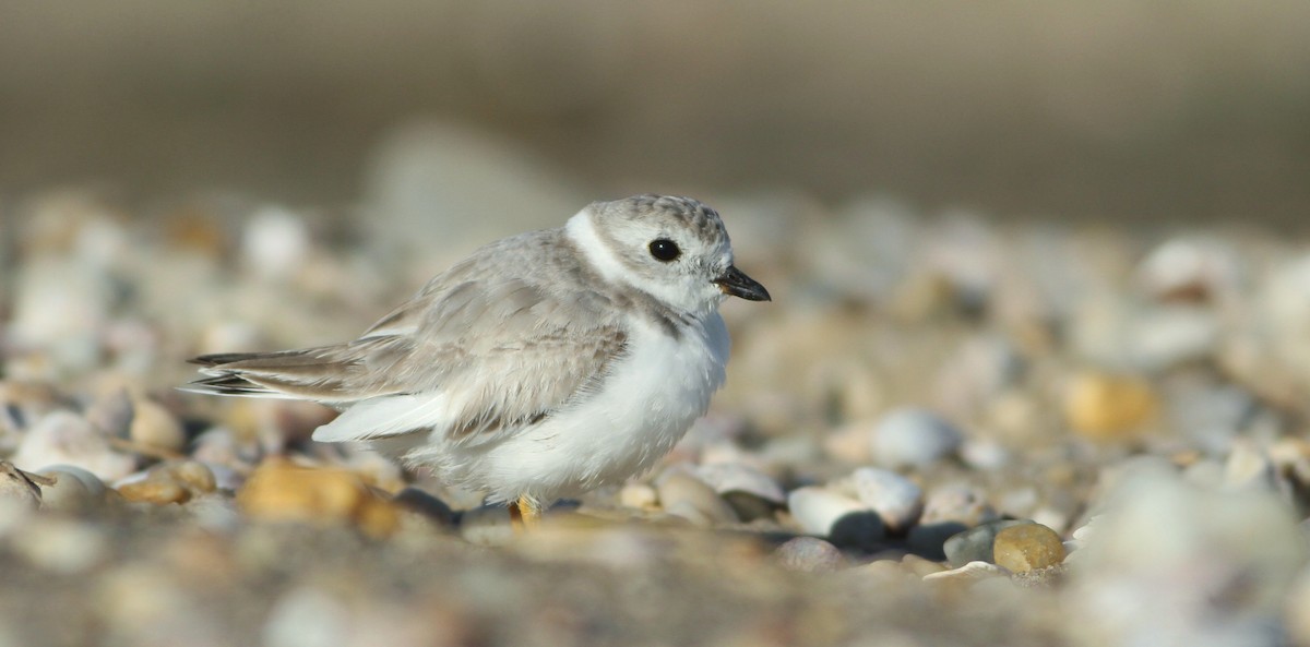 Piping Plover - Taylor Sturm