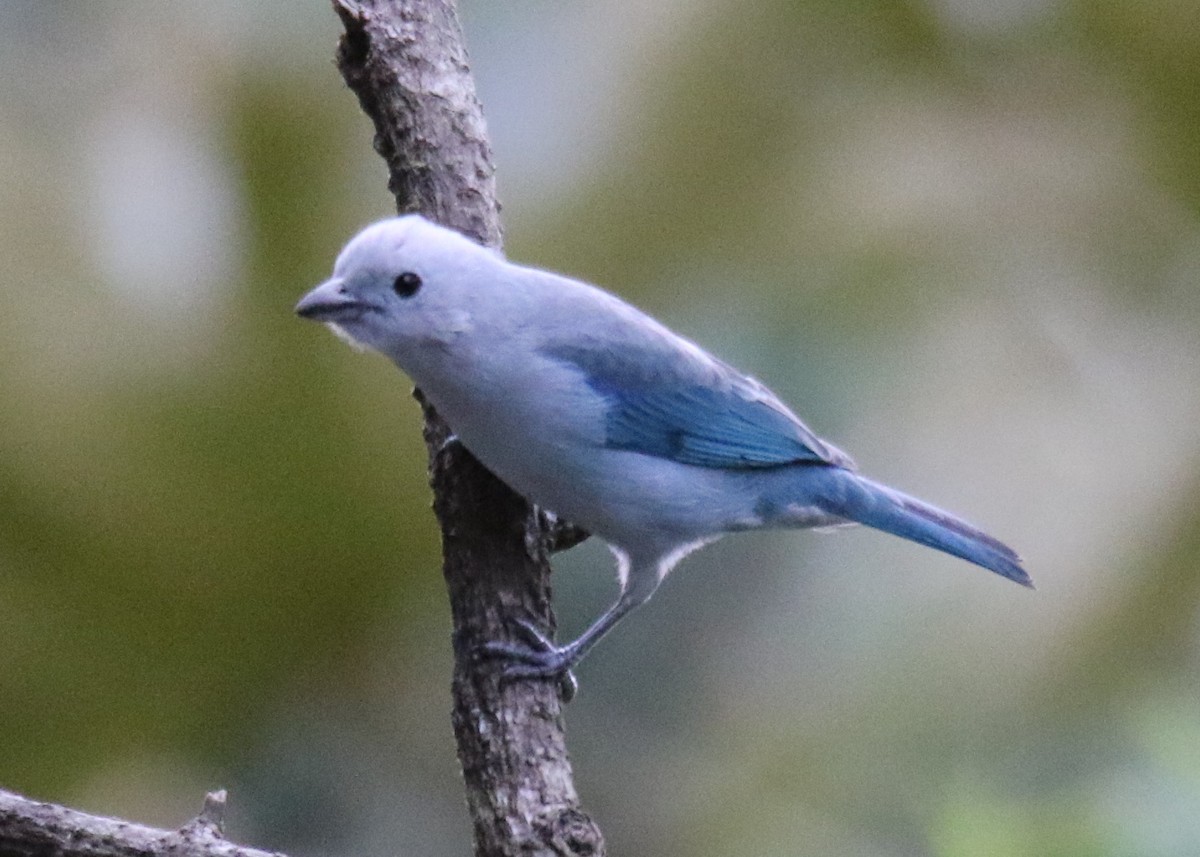 Blue-gray Tanager - ML179603441