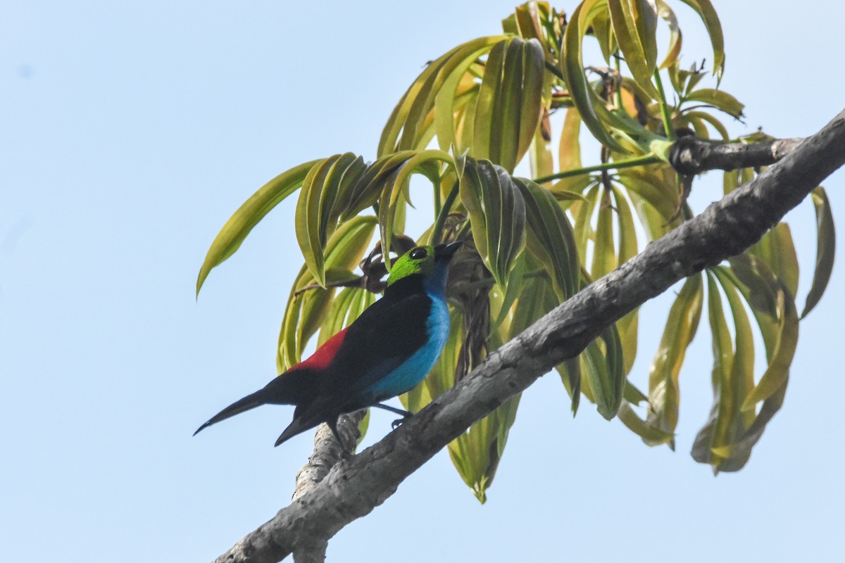 Paradise Tanager - ML179611631