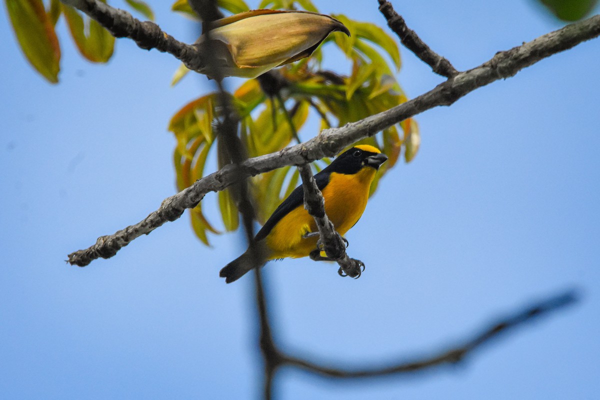Thick-billed Euphonia - Austin Bell