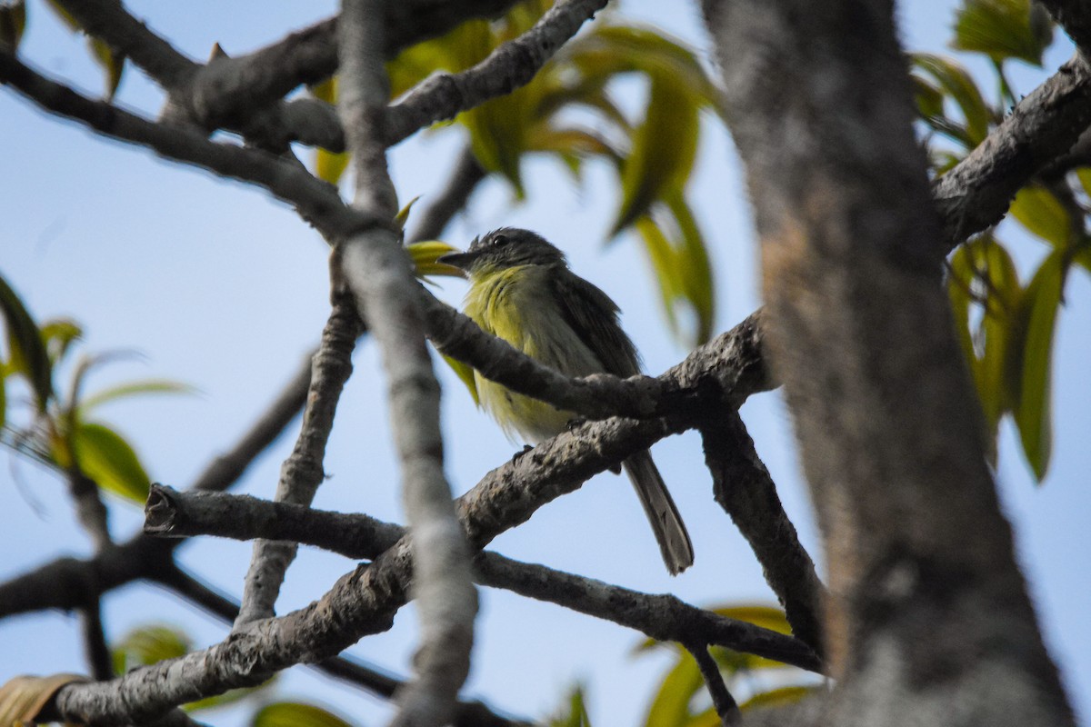 Gray-crowned Flatbill - ML179612521