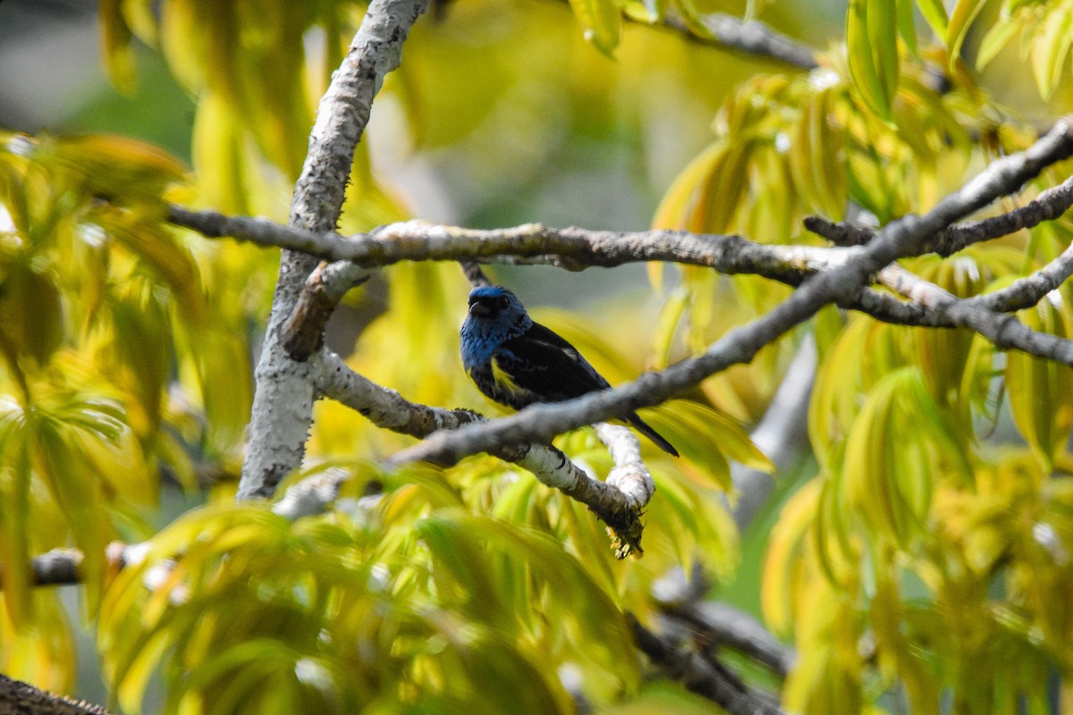 Turquoise Tanager - ML179612601