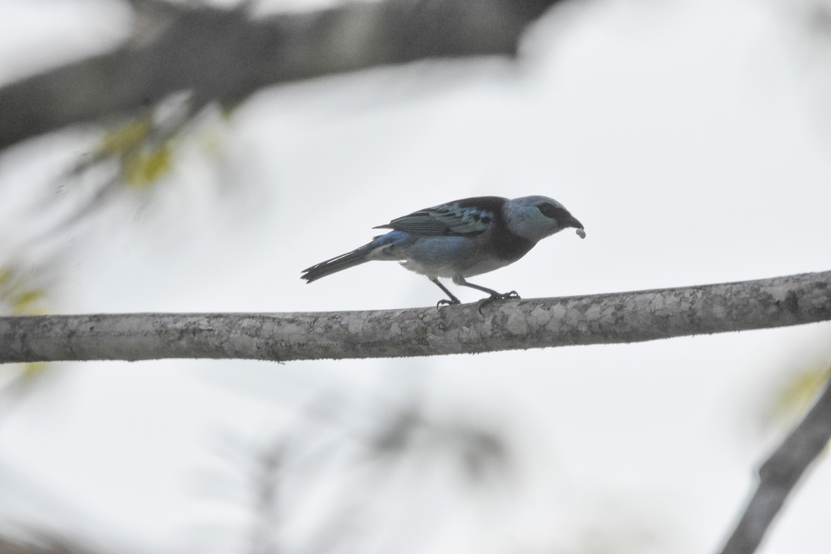 Masked Tanager - ML179612971