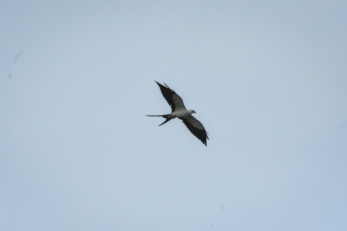 Swallow-tailed Kite - ML179613721