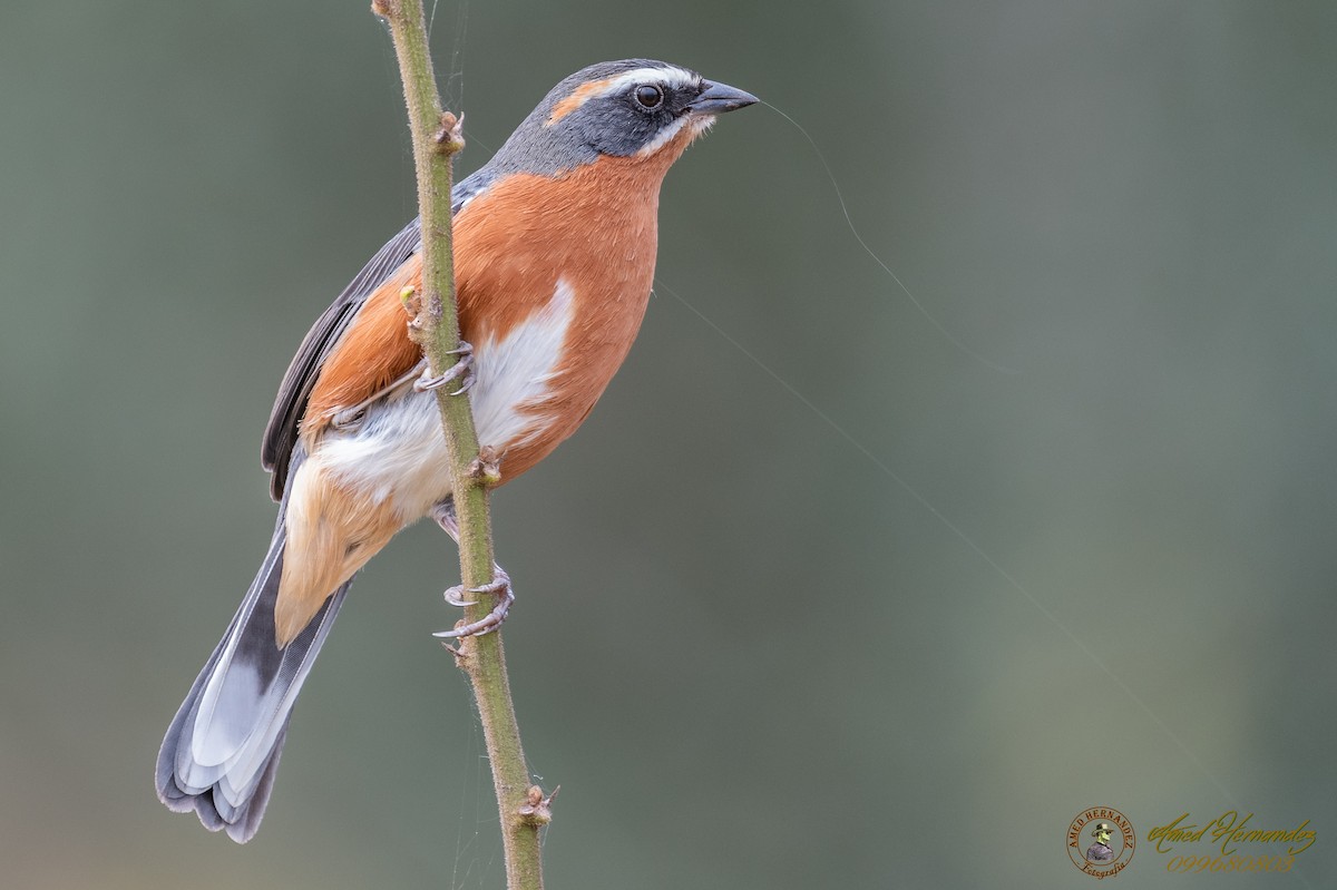 Black-and-rufous Warbling Finch - Amed Hernández