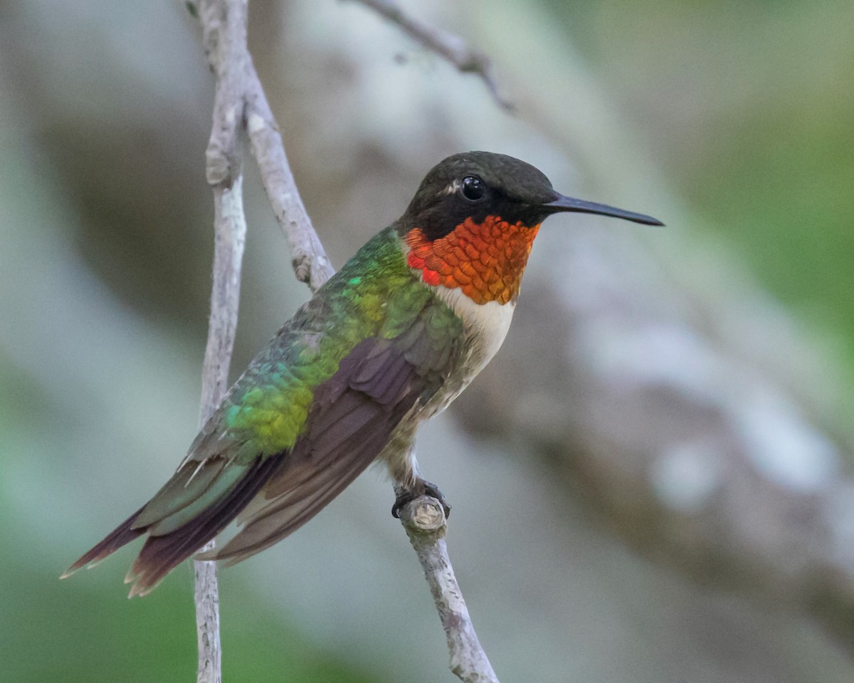 Ruby-throated Hummingbird - ML179620101