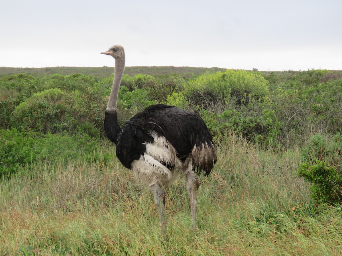 Common Ostrich - ML179623441