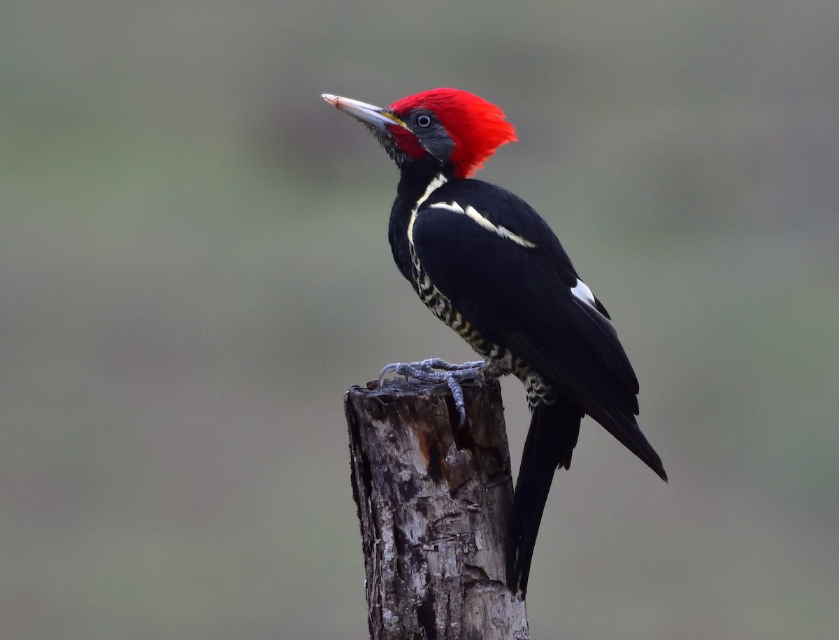 Lineated Woodpecker - Ad Konings