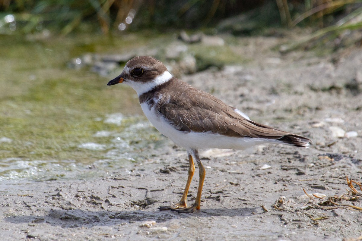 Semipalmated Plover - Angel Poe