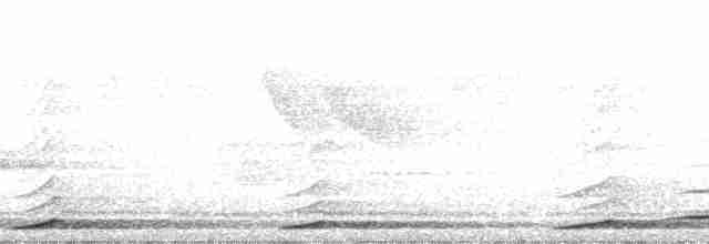 white-handed x pileated gibbon (hybrid) - ML179636