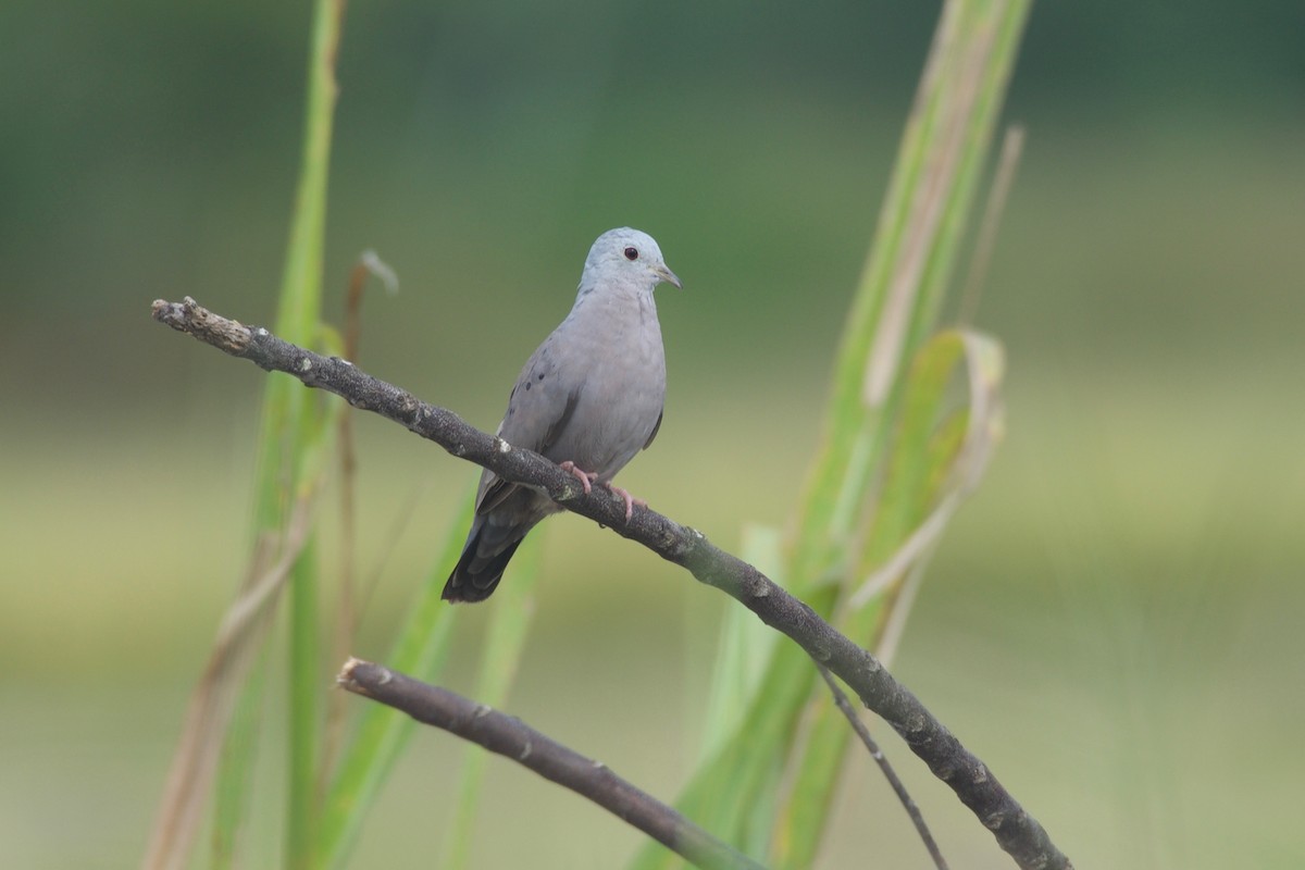 Plain-breasted Ground Dove - ML179636091