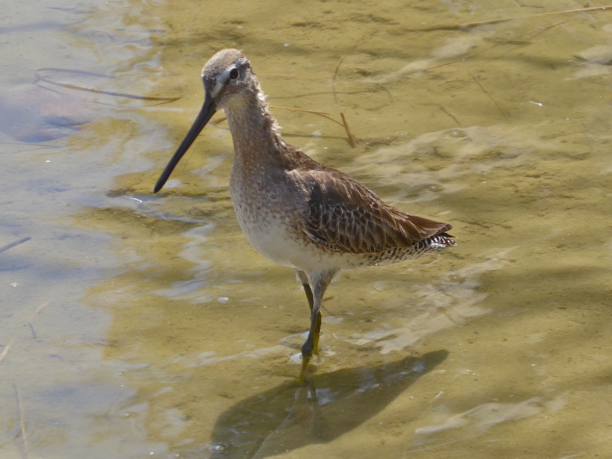 Long-billed Dowitcher - Barbara Wise