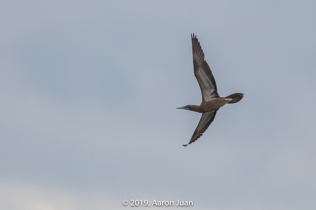 Brown Booby - ML179639161