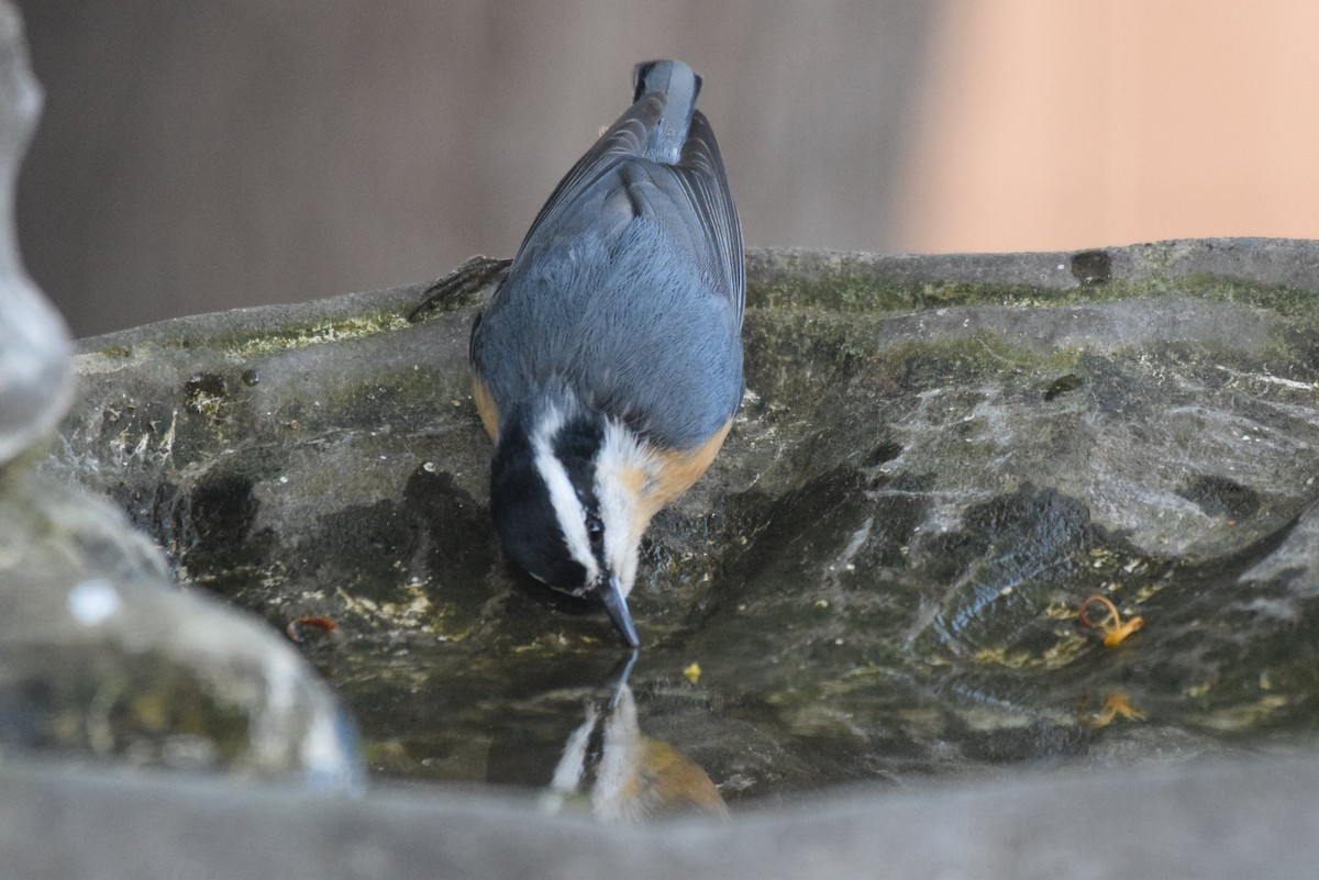 Red-breasted Nuthatch - Naresh Satyan