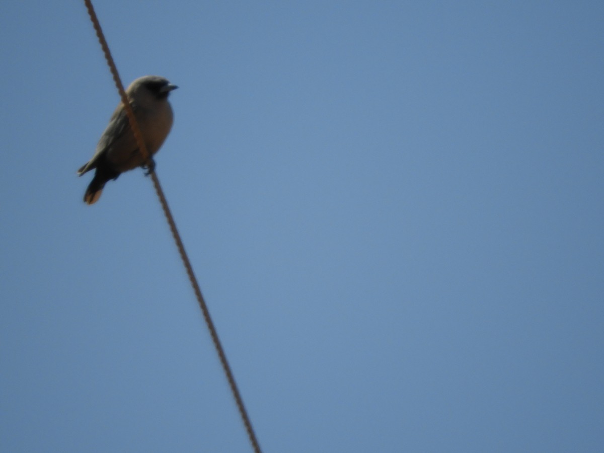 Black-faced Woodswallow - ML179645151