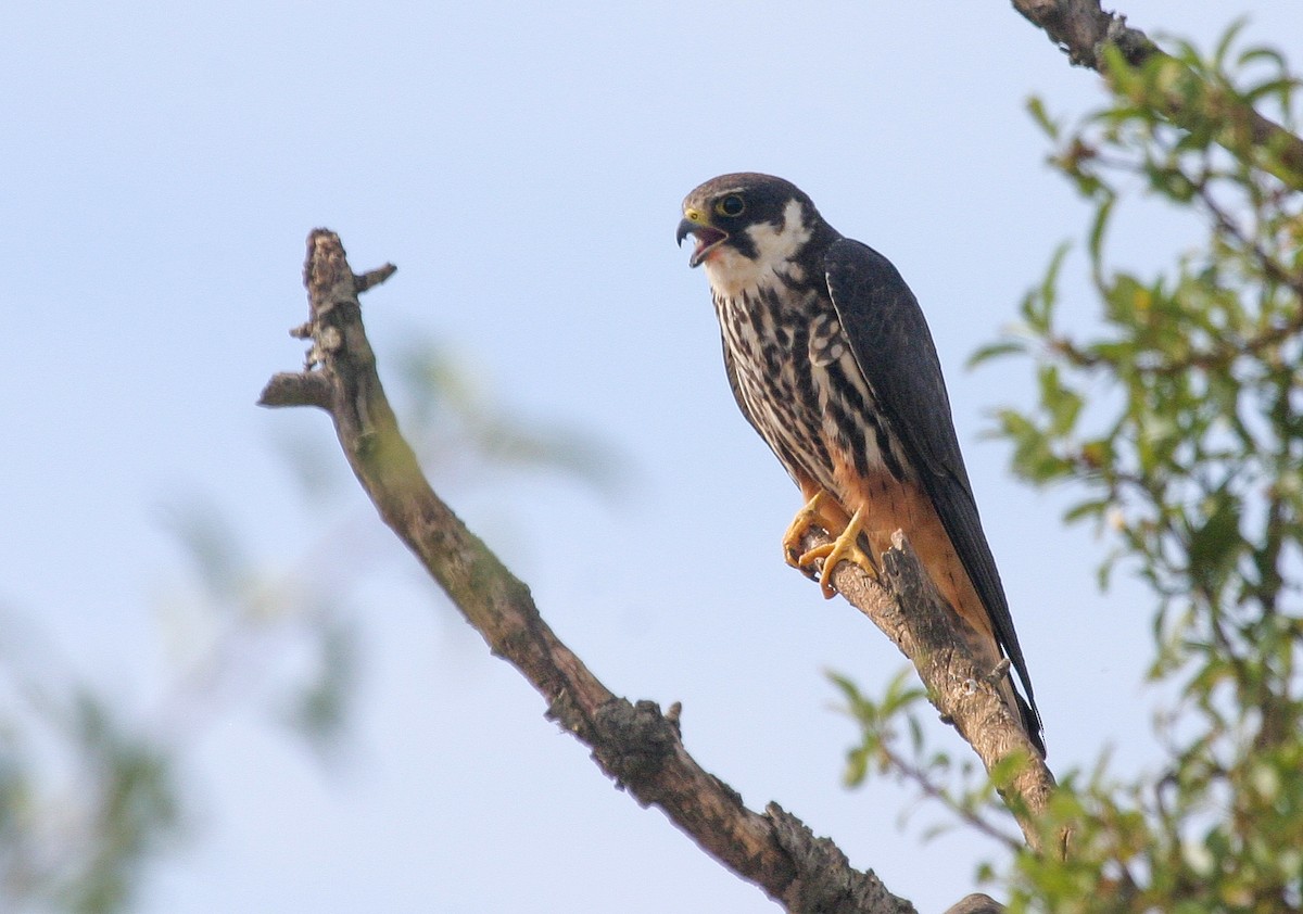 Eurasian Hobby - Miguel Rouco