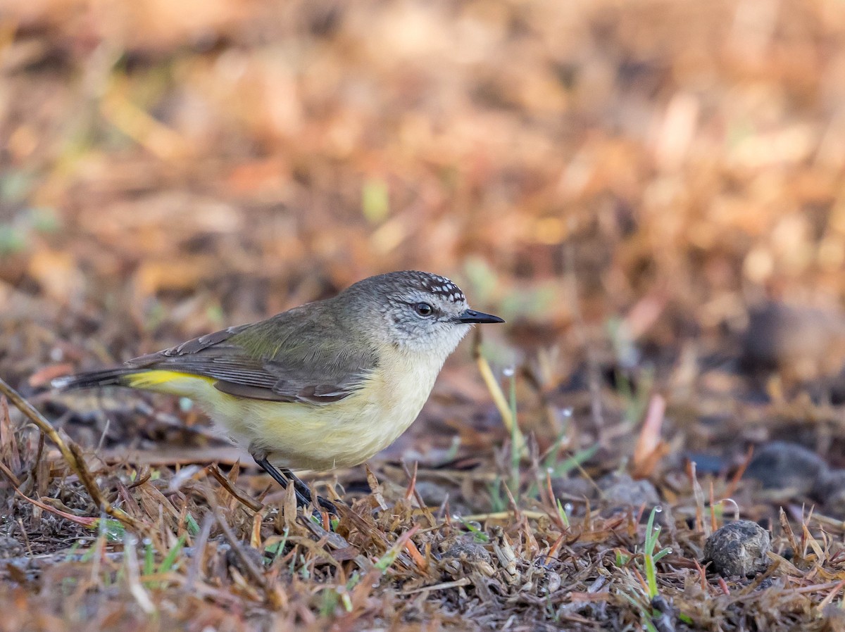 Yellow-rumped Thornbill - Louise Summerhayes