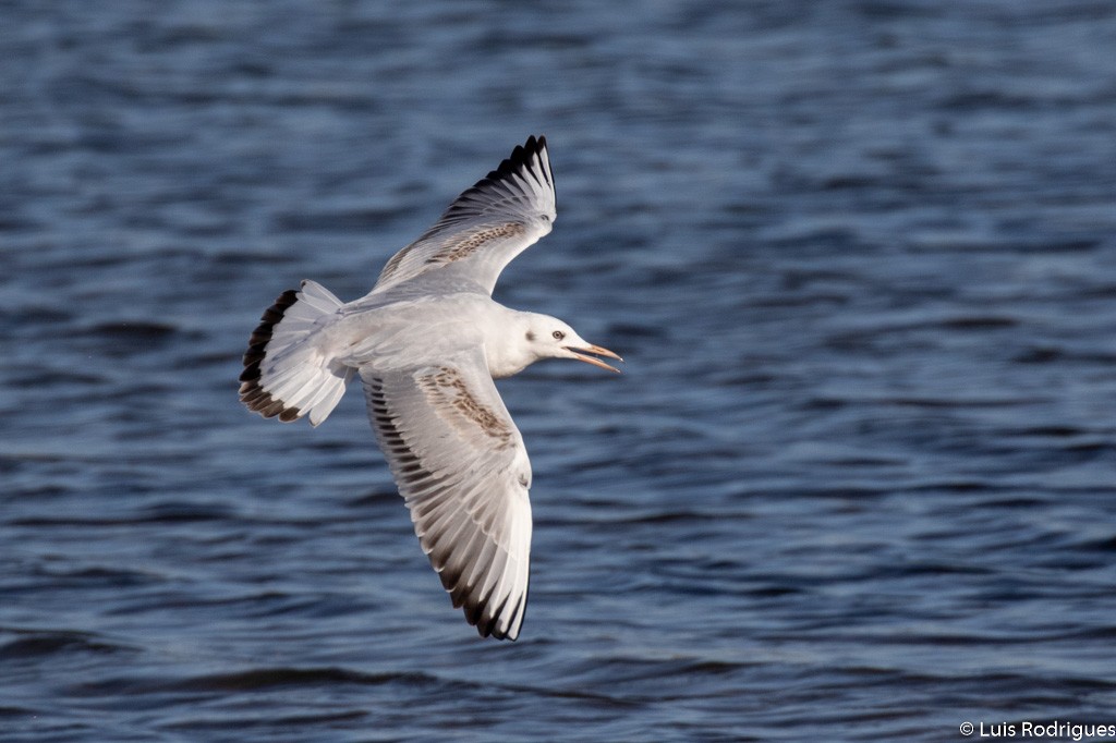 Slender-billed Gull - Luis Rodrigues
