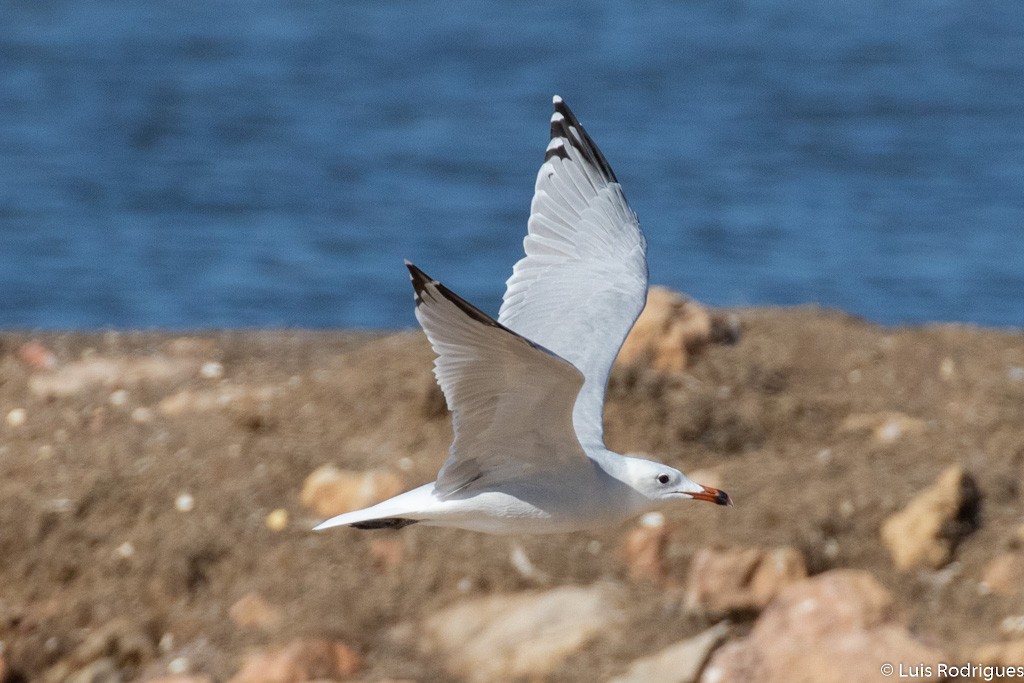 Audouin's Gull - Luis Rodrigues