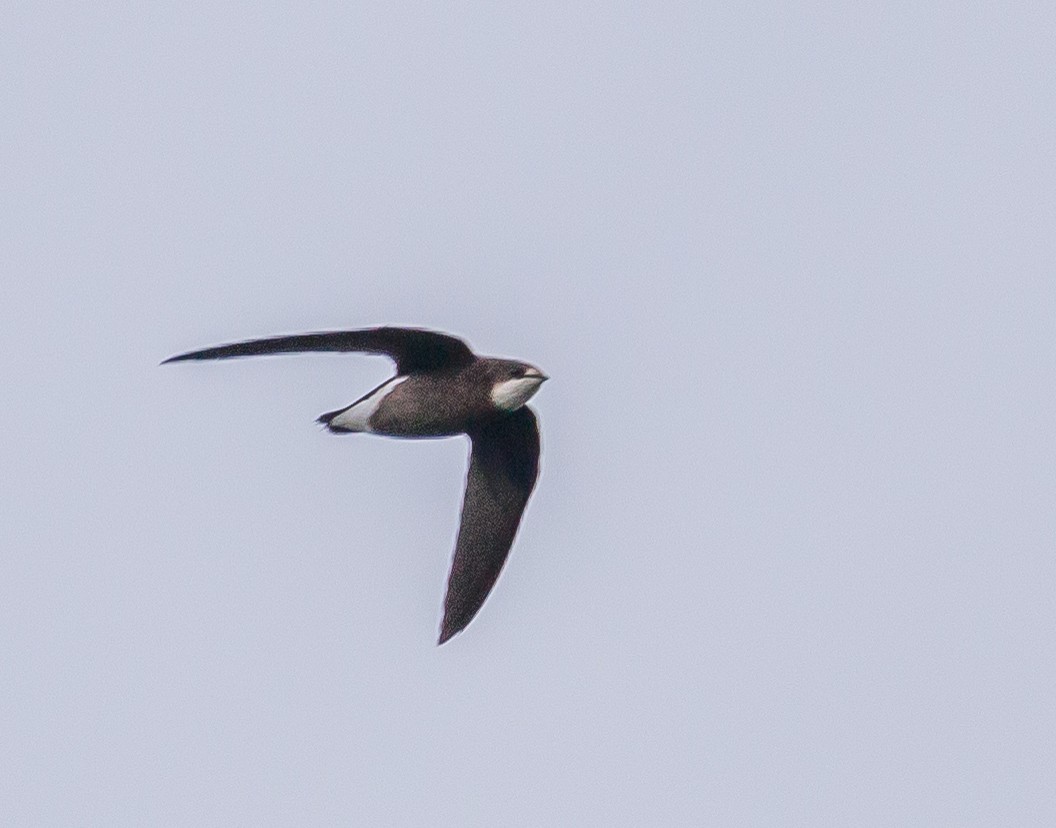 White-throated Needletail - Louise Summerhayes