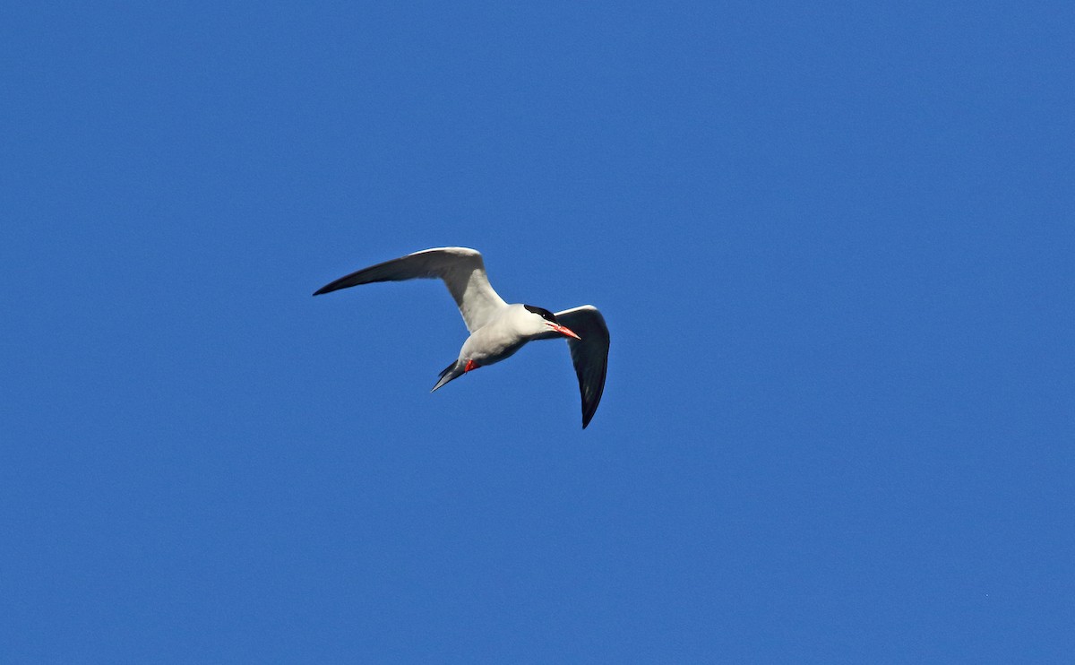 Common Tern - ML179656991