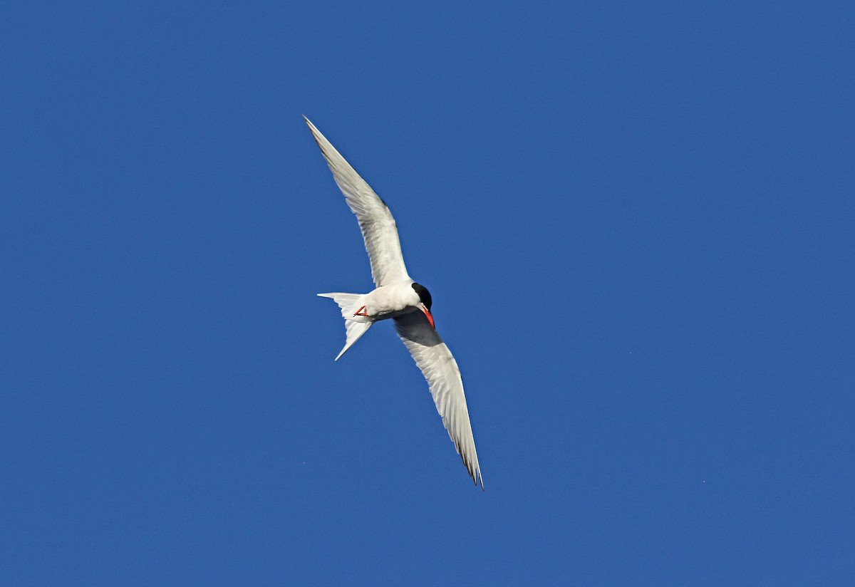 Common Tern - ML179657011