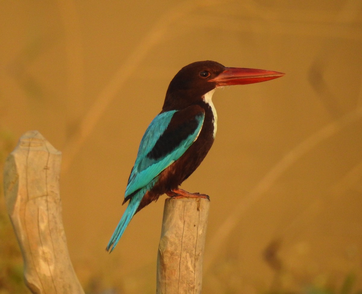 White-throated Kingfisher - Sahana M