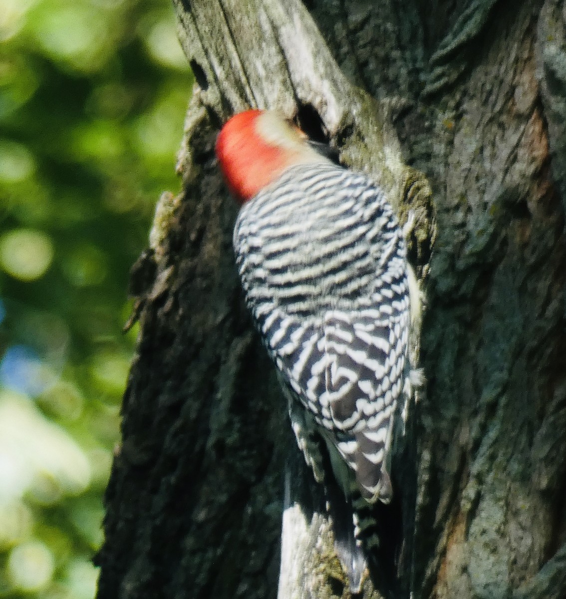 Red-bellied Woodpecker - Anna Testone