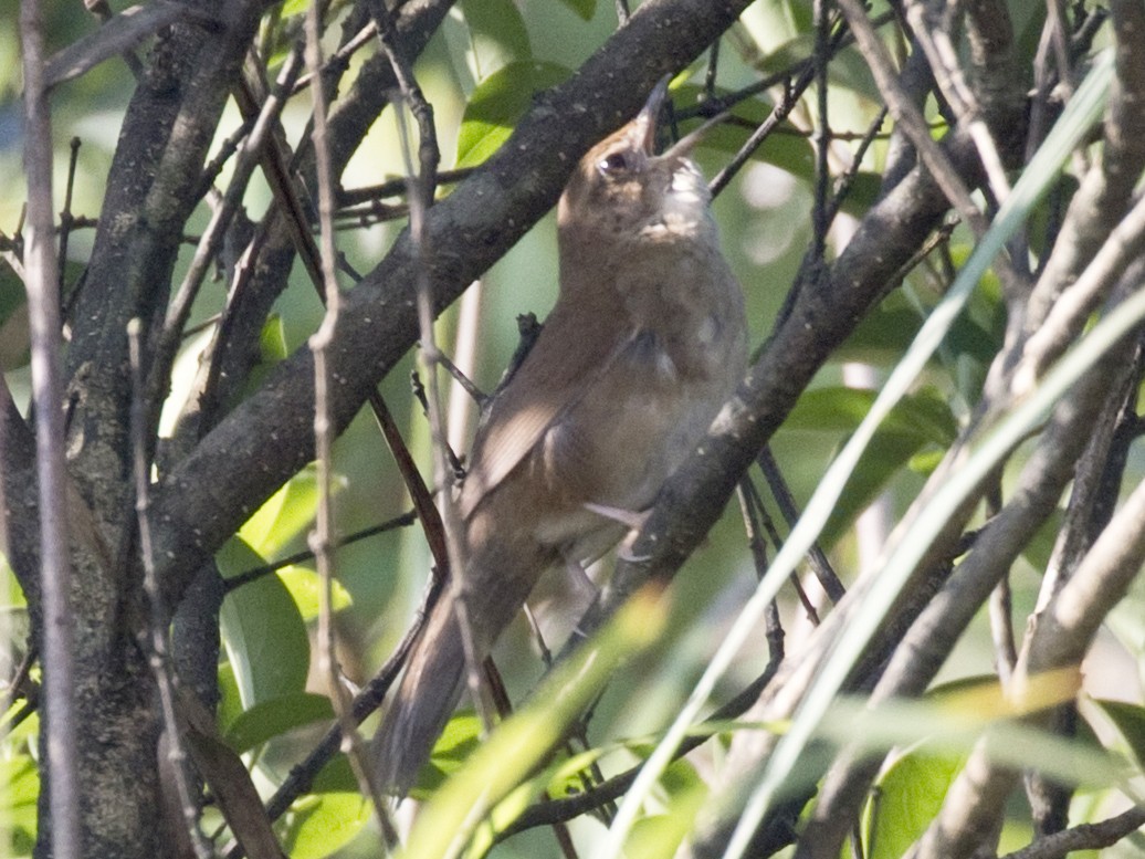 Russet Bush Warbler - eBird