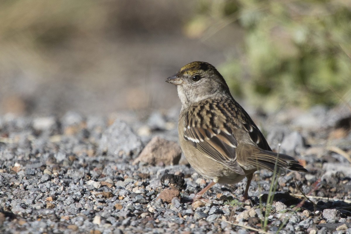 Golden-crowned Sparrow - Michael Bowen