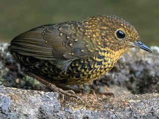 黃褐色型成鳥 - Ayuwat Jearwattanakanok - ML179662011