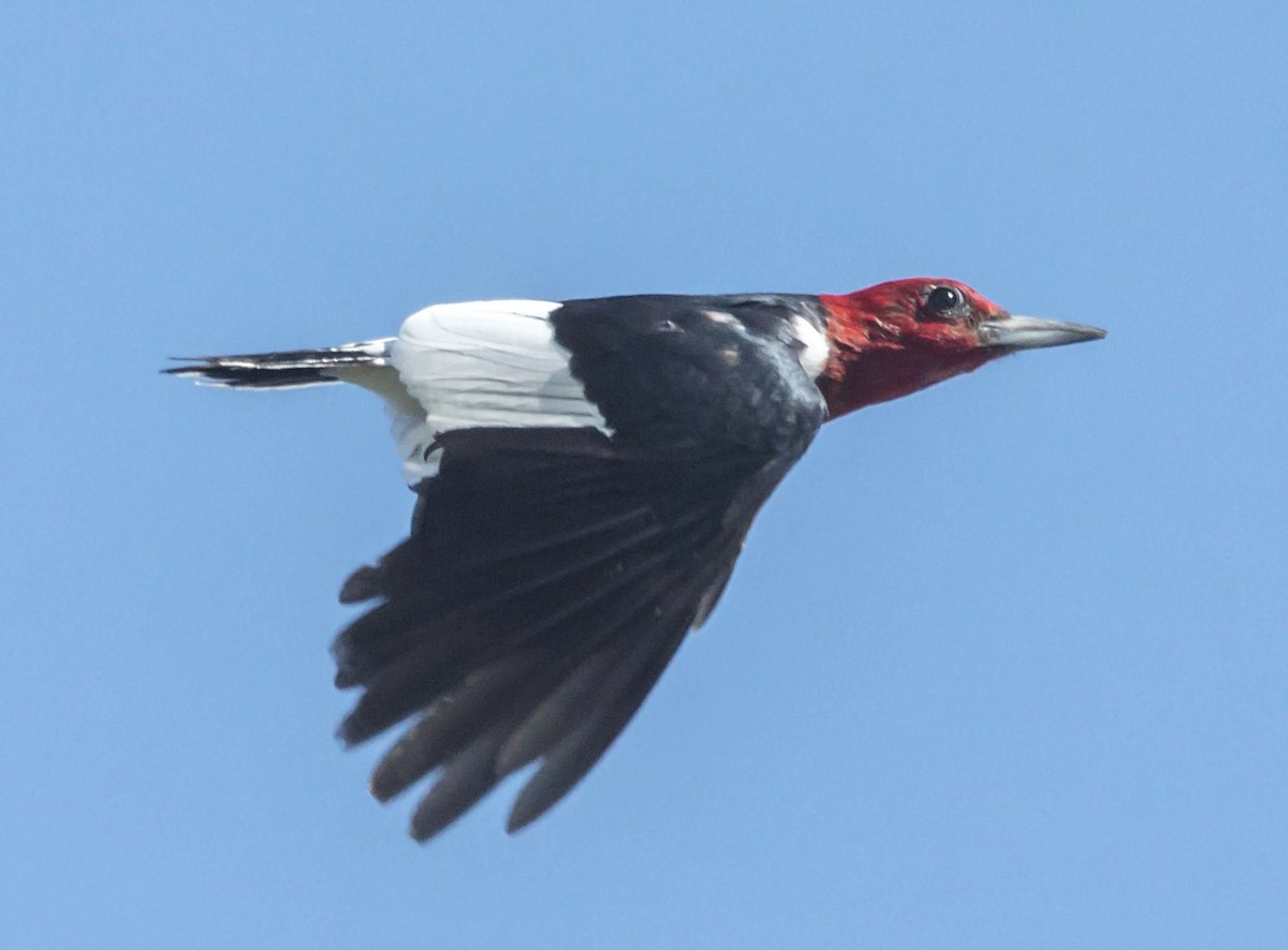 Red-headed Woodpecker - joseph mileyka