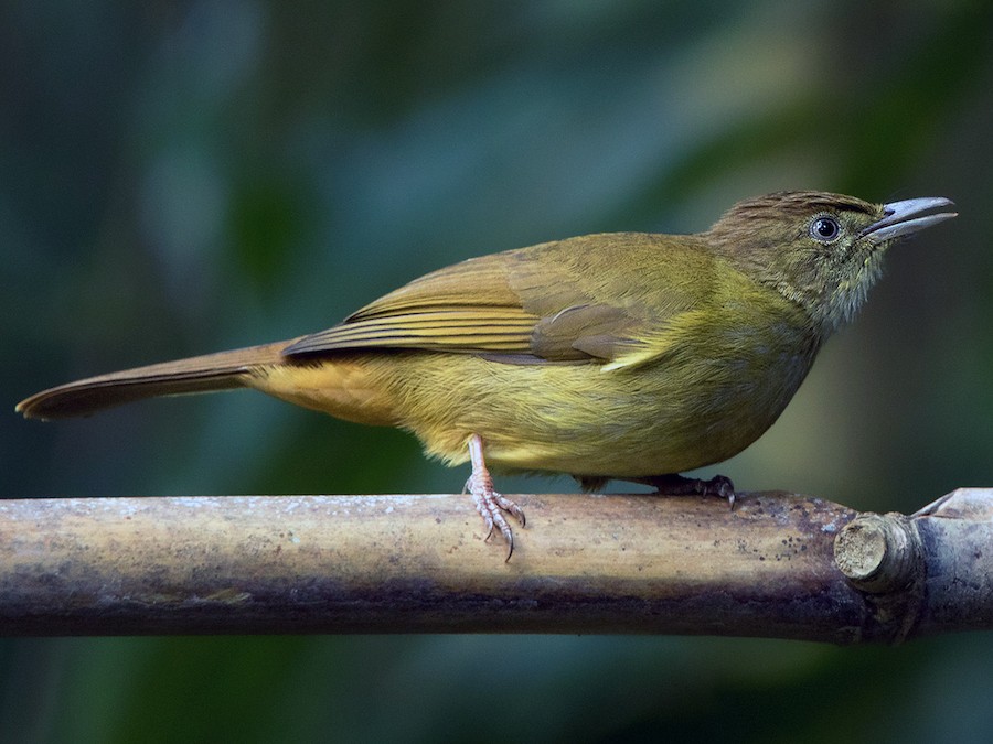 นกปรอดเล็กตาขาว - eBird