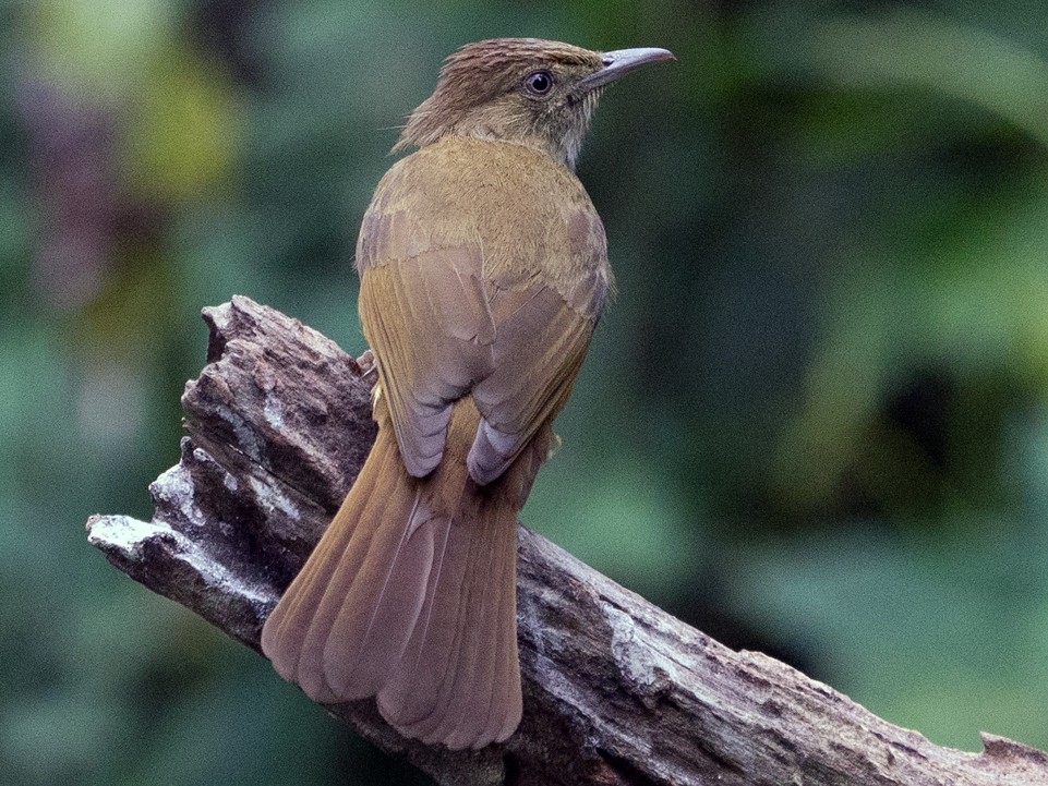 Gray-eyed Bulbul - eBird