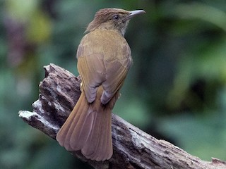  - Gray-eyed Bulbul