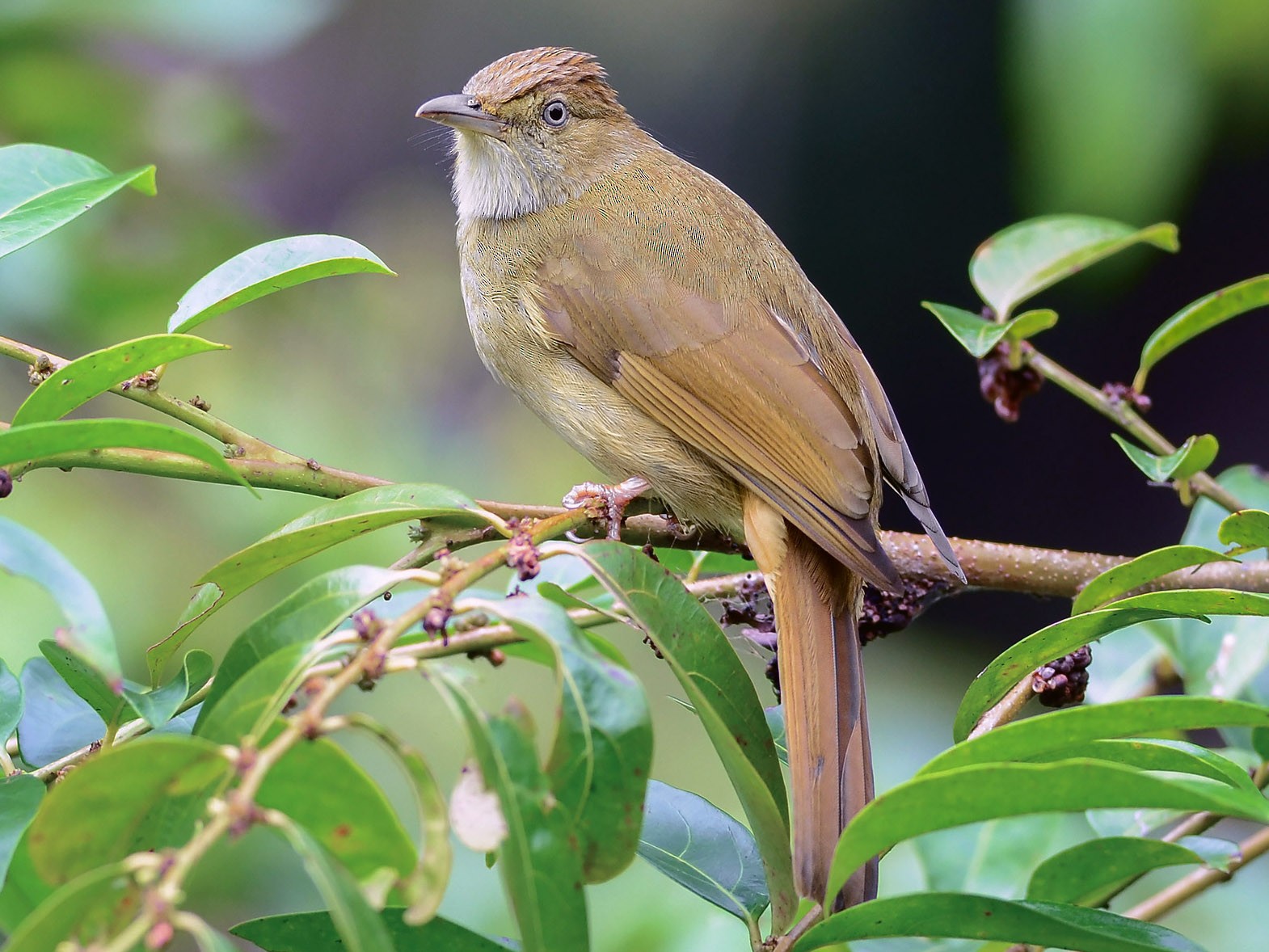 Gray-eyed Bulbul - eBird