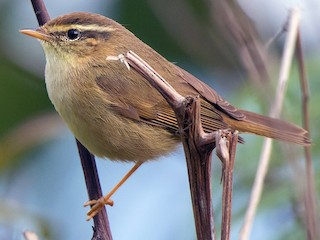 - Yellow-streaked Warbler