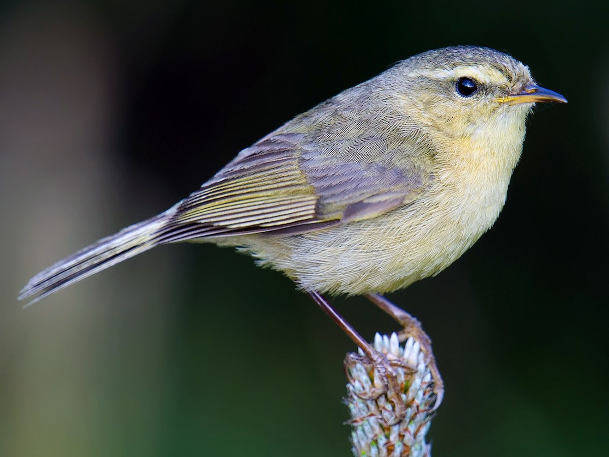 Buff-throated Warbler - Phylloscopus subaffinis - Birds of the World