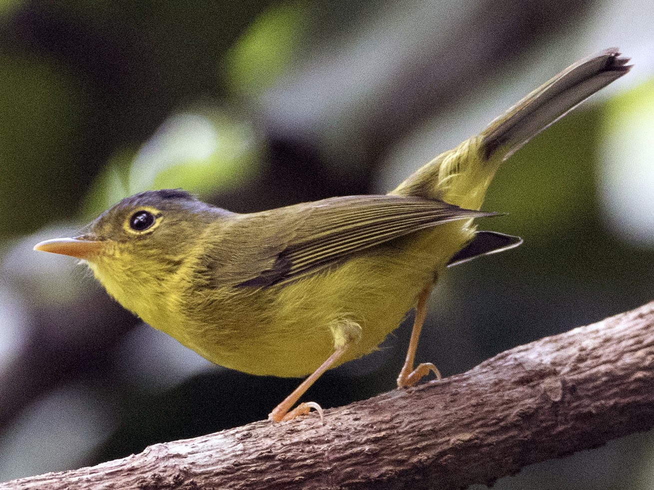 Gray-crowned Warbler - eBird