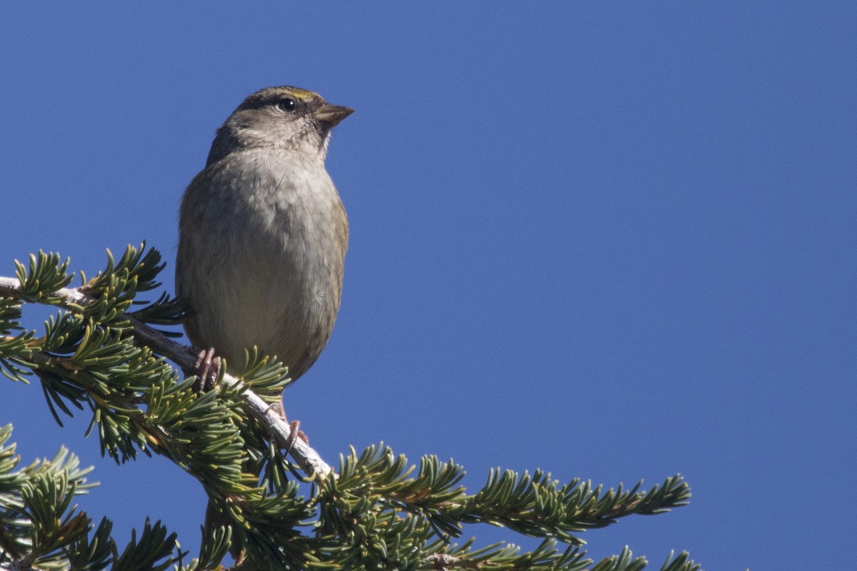 Golden-crowned Sparrow - ML179663411