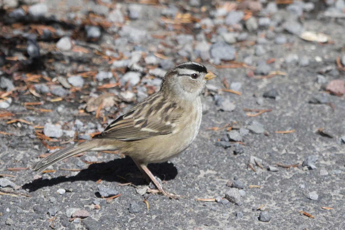 White-crowned Sparrow - ML179663621