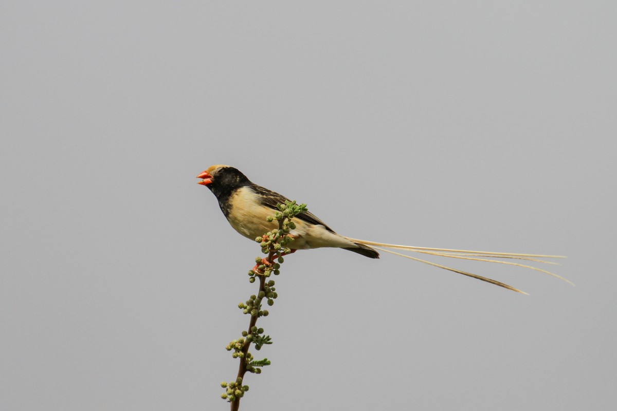 Straw-tailed Whydah - ML179665771