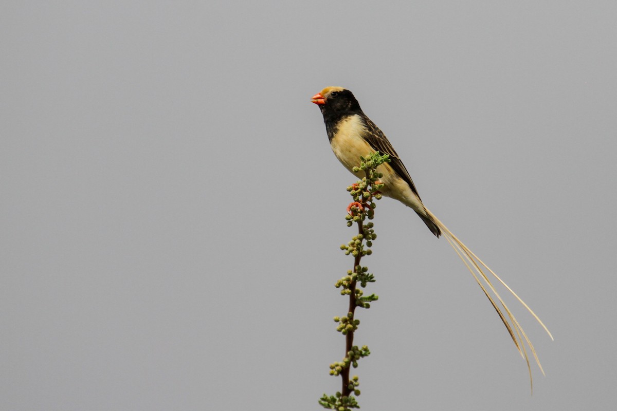 Straw-tailed Whydah - ML179665781