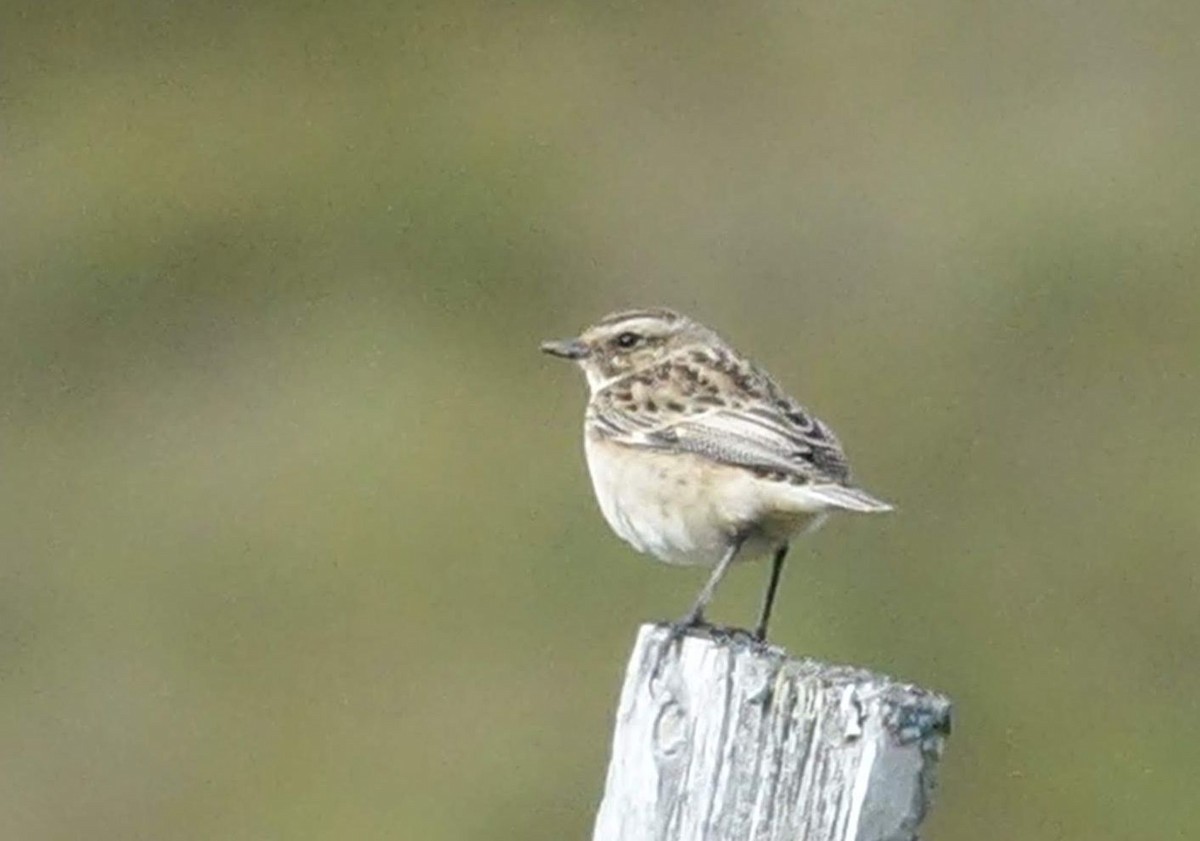 Whinchat - ML179668251