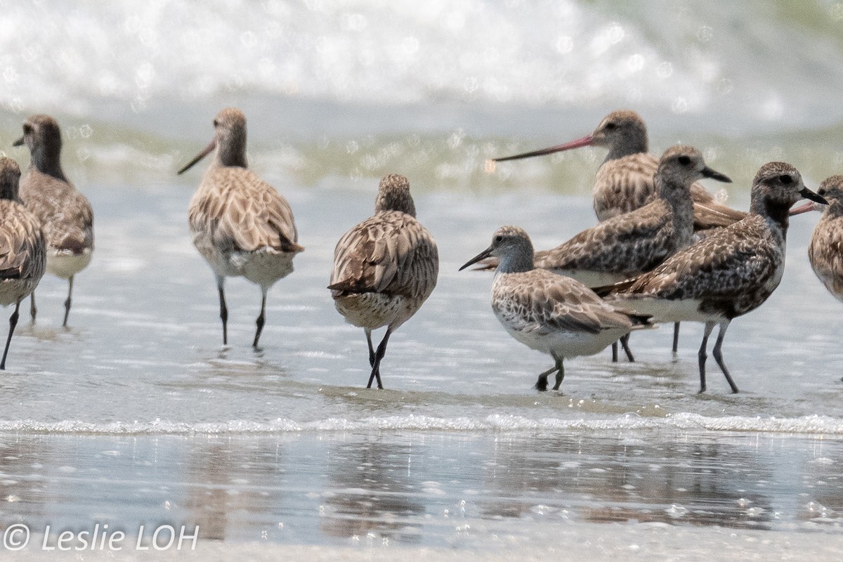 Great Knot - ML179673511