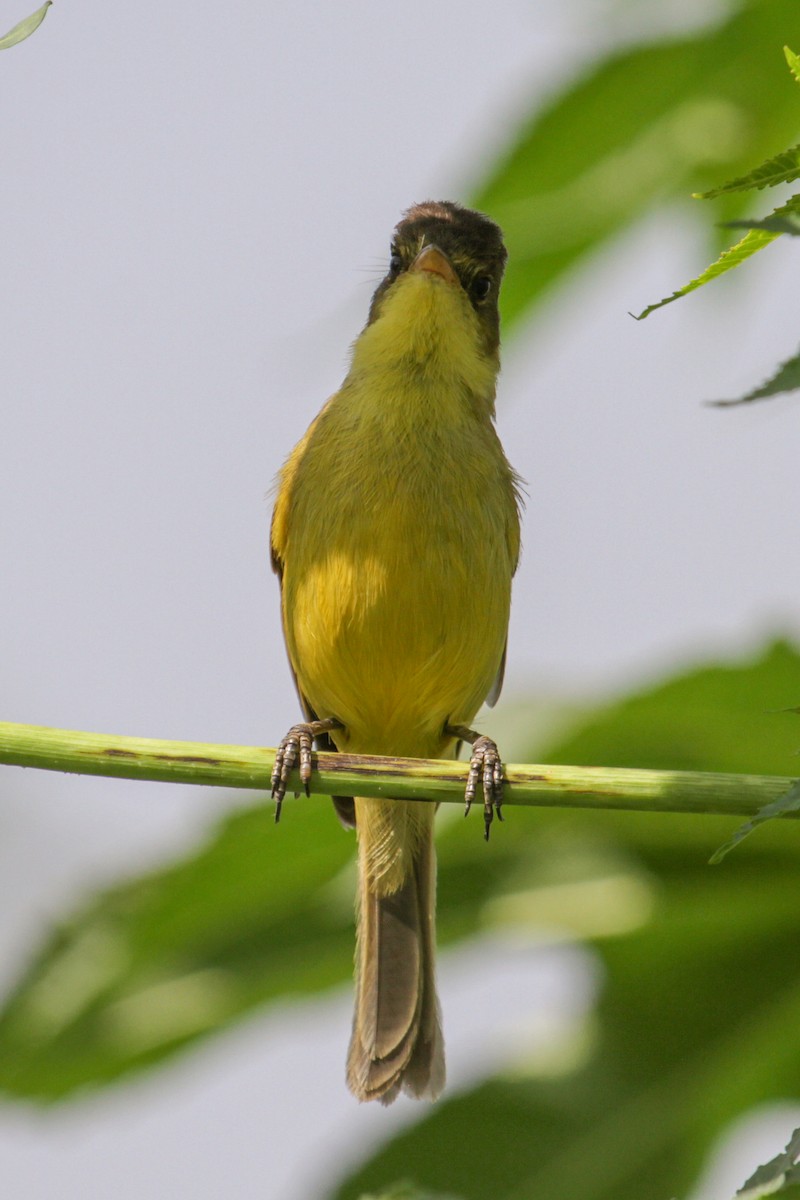 African Yellow-Warbler - ML179673881