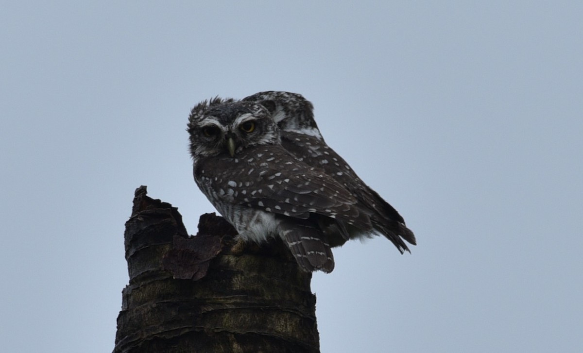 Spotted Owlet - ML179675691